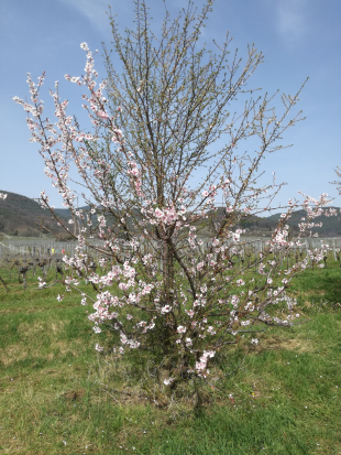 Maikammer Mandelblütenweg April 2018